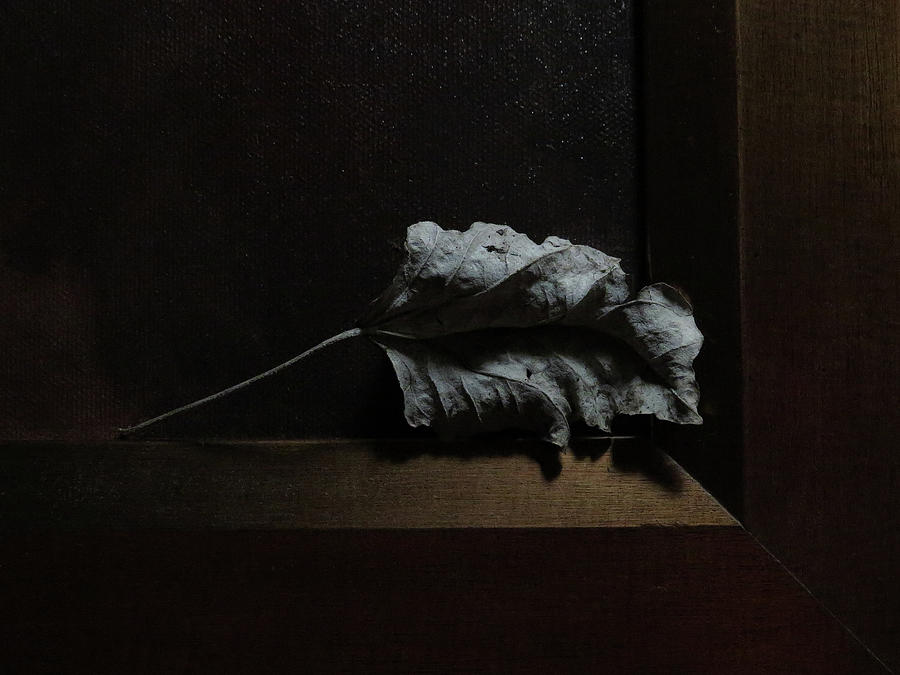 Leaf and Frame Photograph by Attila Meszlenyi