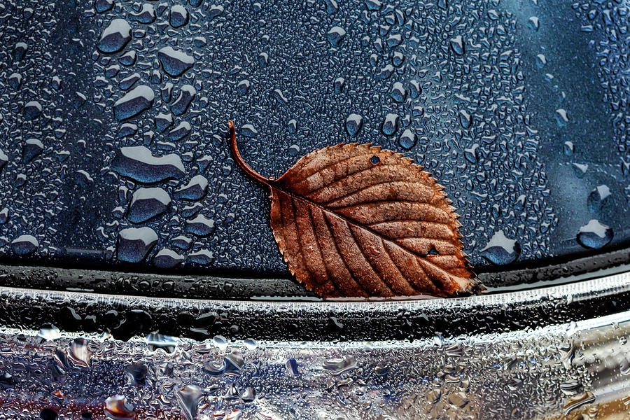 Leaf and Raindrops on Car Photograph by Robert Ullmann