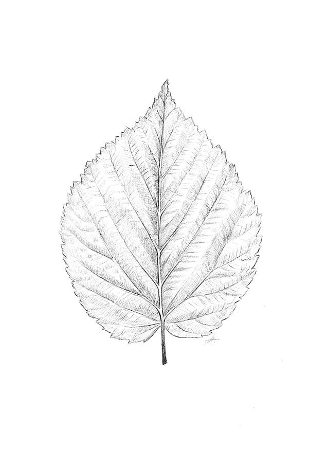 Hand drawn brown pencil sketch vine leaf Stock Illustration  Adobe Stock