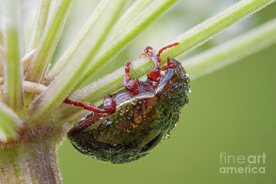 Leaf Beetle Photograph by Heath Mcdonald/science Photo Library