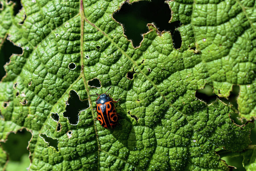 Leaf Beetle Photograph by Melisa Elliott