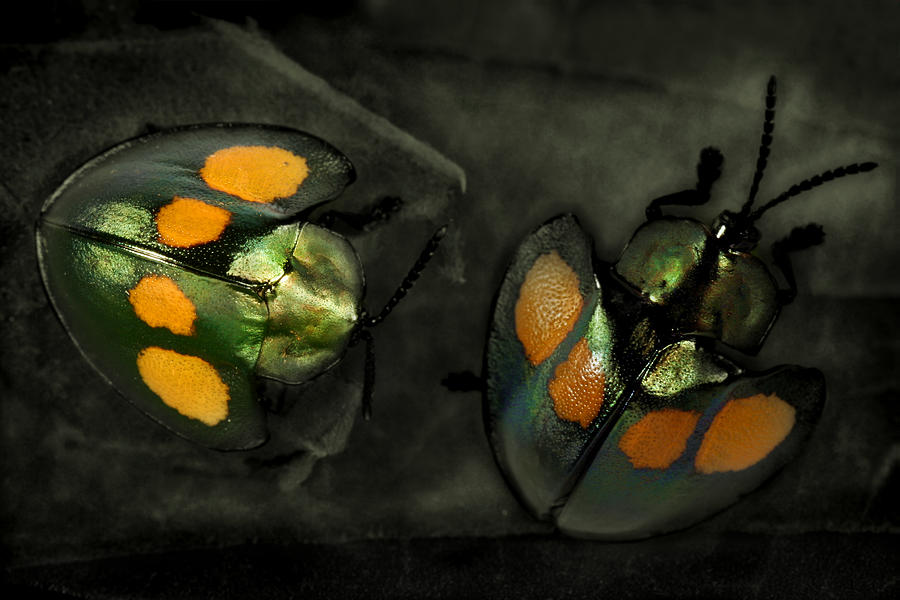 Costa Photograph - Leaf  Beetles by Jimmy Hoffman