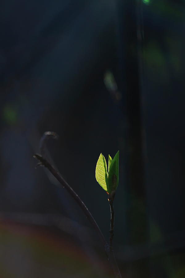 Leaf Buds Glowing Green In The Spring Sunshine Photograph