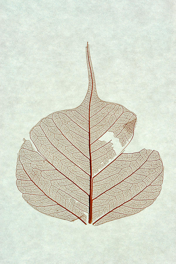 Leaf Photograph by Christopher Johnson