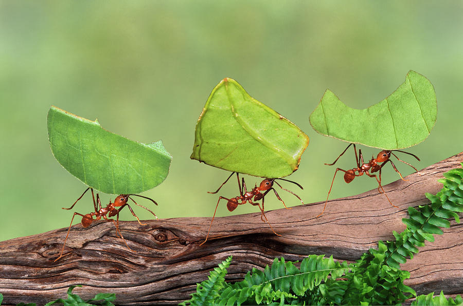 Leaf Cutter Ants Atta Cephalotes Photograph by Gail Shumway