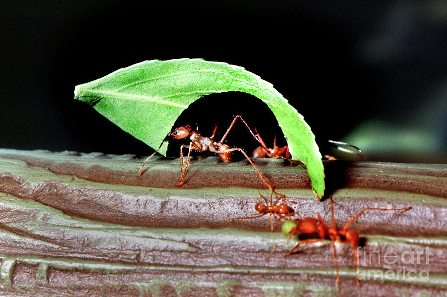 Leaf-cutter Ants Carrying a Big Leaf Photograph by Wernher Krutein ...