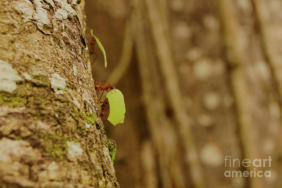 Leaf Cutter Ants Photograph by Cassandra Buckley