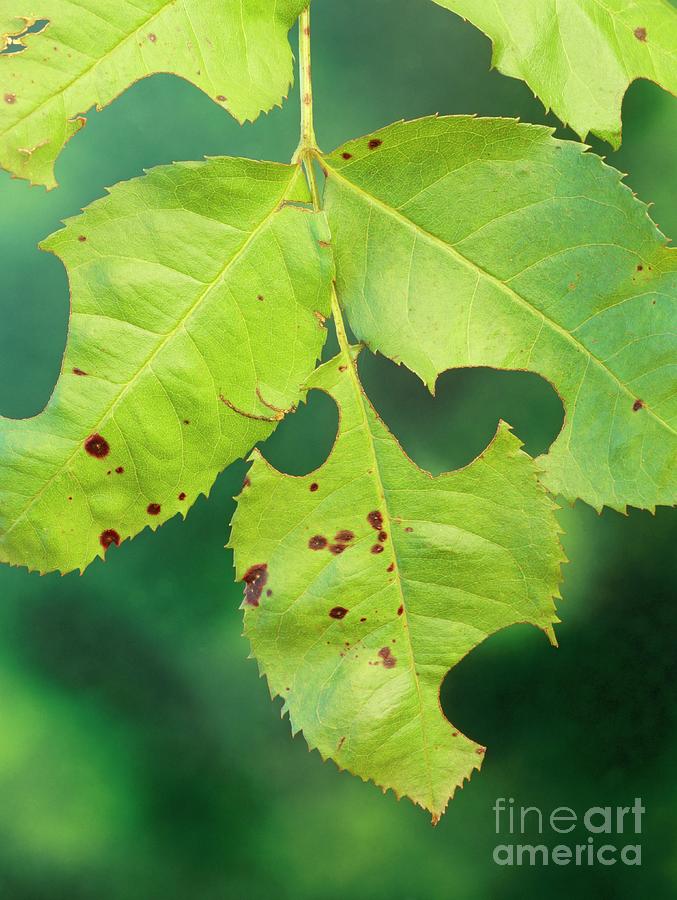 Leaf Damage By Leaf-cutter Bee Photograph by Geoff Kidd/science Photo Library