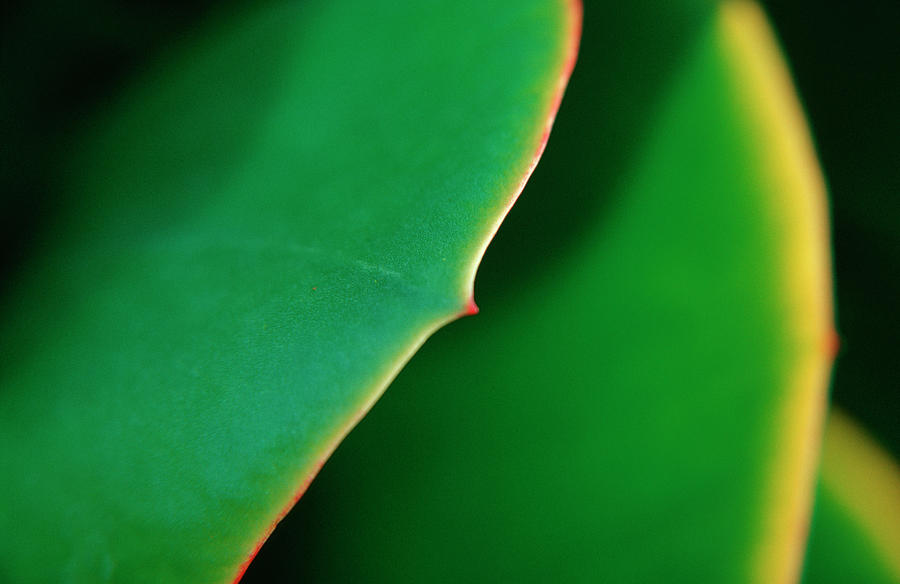 Leaf Detail  Sedum Spec Photograph by Arco Images / Leder Manuela