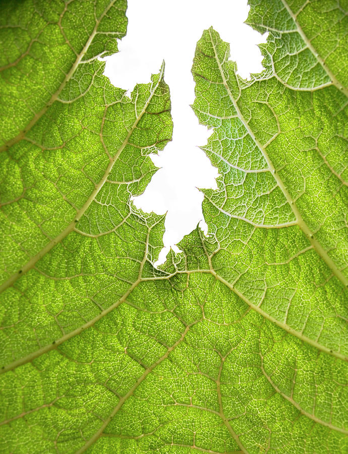 Leaf Edge Detail Photograph by Jeffrey Conley