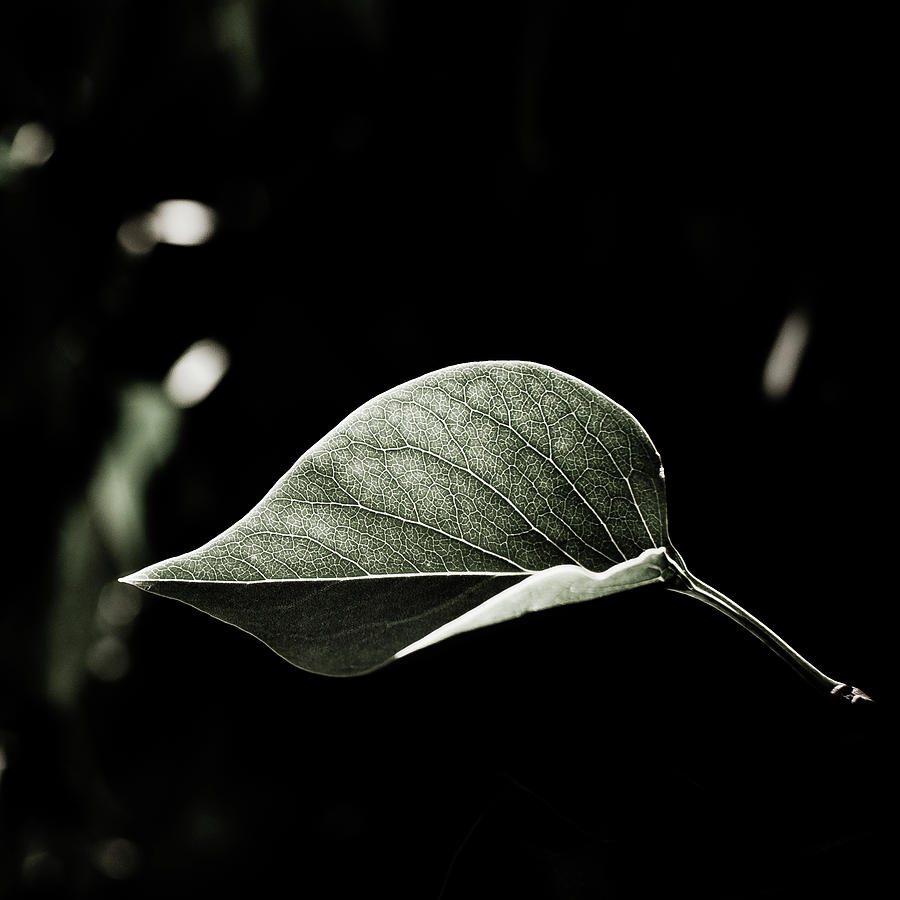 Leaf Photograph by Enjoy It!