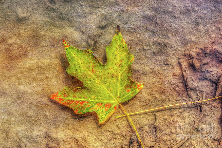 Leaf Floating in Water Digital Art by Randy Steele