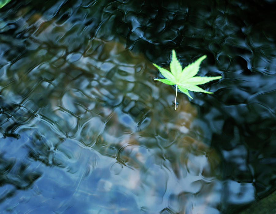 Leaf Floating On Water Photograph by Bloom Image