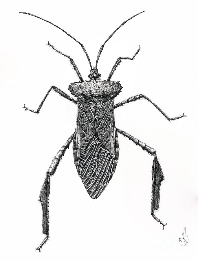 Leaf Footed Bug Drawing by Marie Stone