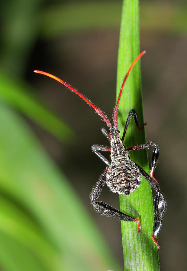 Leaf-footed Bug Nymph Photograph by Ivan Kuzmin - Fine Art America