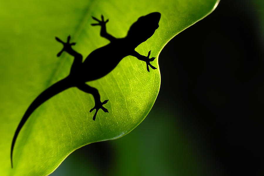 Leaf Gecko Photograph by Carlos Gotay