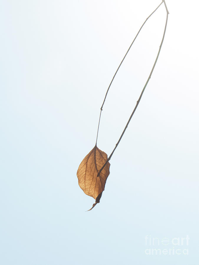 Leaf Hanging on Photograph by Christy Garavetto
