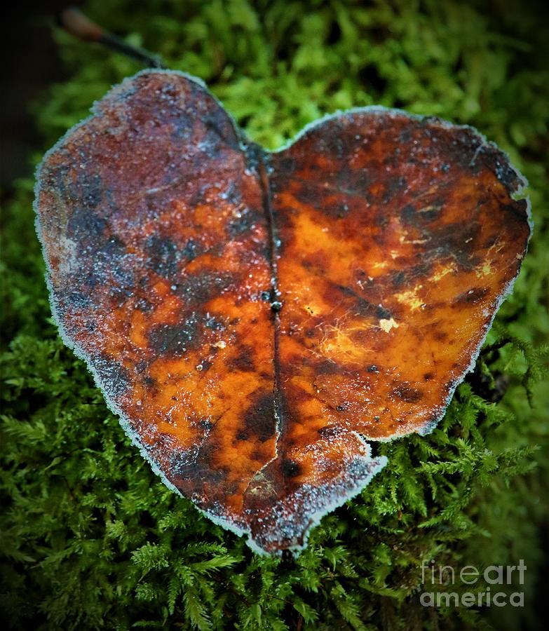 Nature Digital Art - Leaf Heart by Nick Gustafson