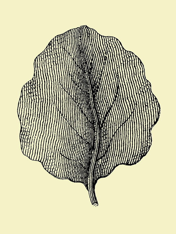 Leaf Mixed Media - Leaf II by Naxart Studio Leaf Mixed Media - Leaf II by Naxart Studio