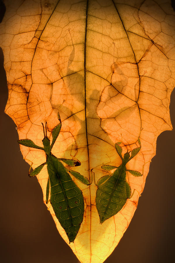 Insects Photograph - Leaf Insects by Jimmy Hoffman