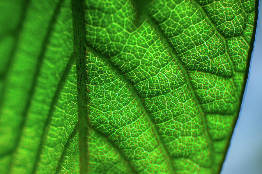 Leaf Photograph by Jason Champaigne - Fine Art America