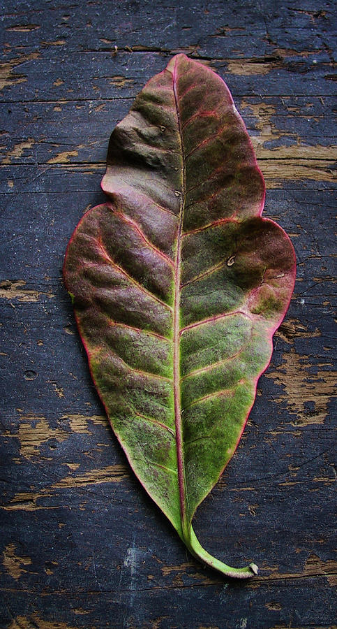 Leaf Photograph by John Hansen