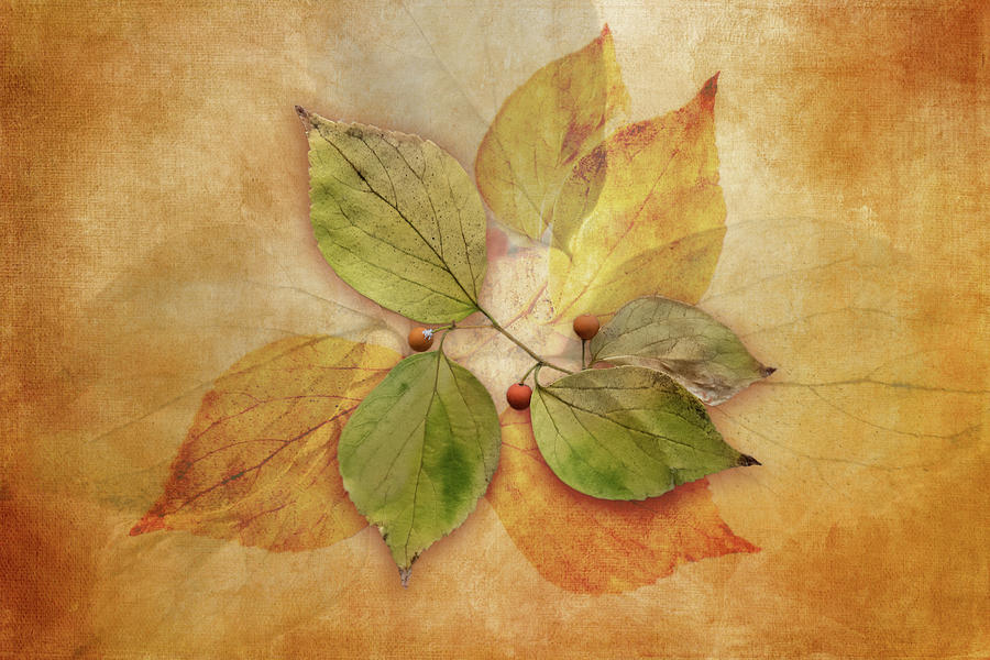 Leaf Layers Digital Art by Terry Davis