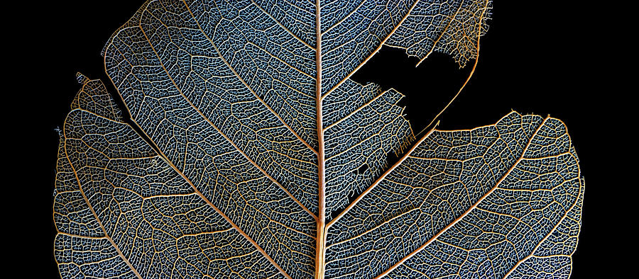 Leaf Macro Photograph by Christopher Johnson