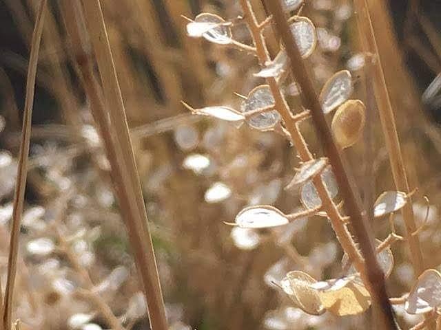 Leaf Photograph by Michelle Stevens