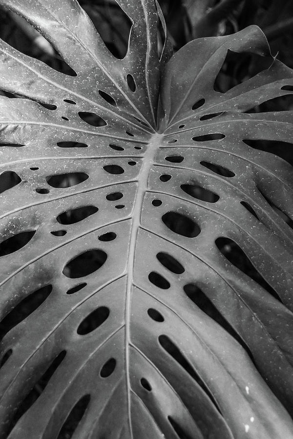 Leaf Photograph by Michelle Wittensoldner