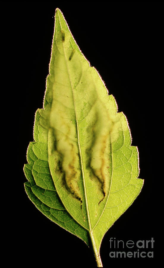 Leaf Miner Tracks And Larvae On A Leaf Photograph by George Bernard/science Photo Library