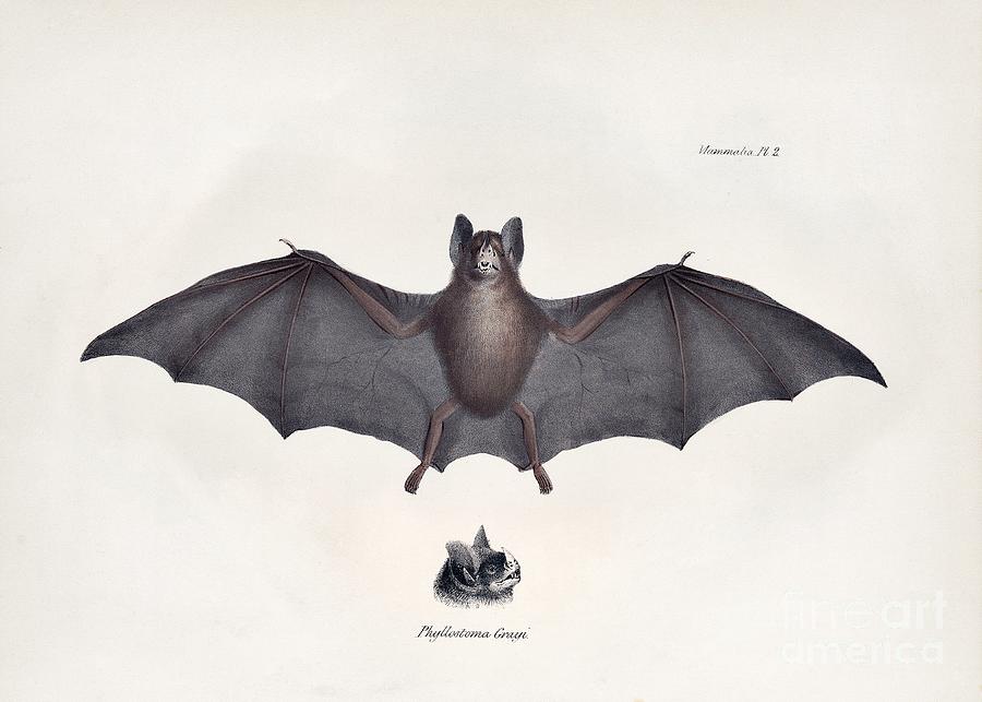Mammal Photograph - Leaf-nosed Bat by Library Of Congress, Rare Book And Special Collections Division/science Photo Library
