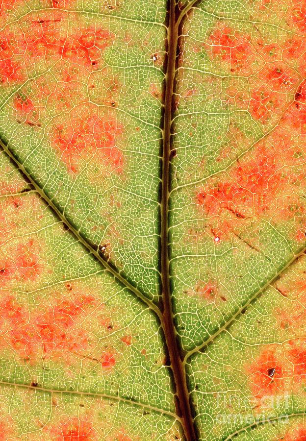 Nature Photograph - Leaf Of Red Oak In Autumn Colour by George Bernard/science Photo Library