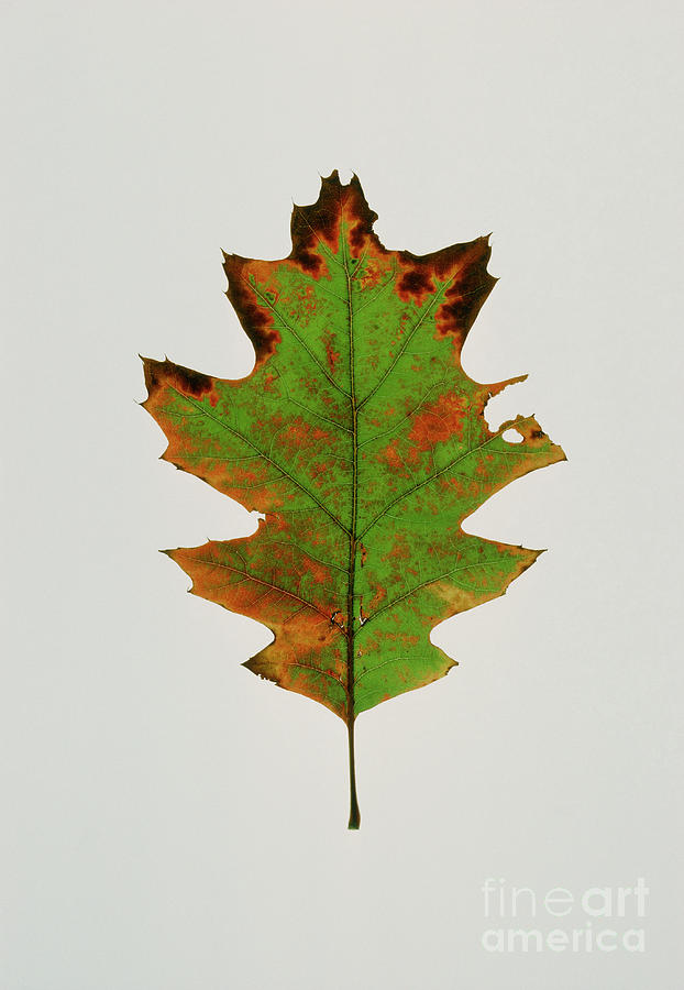 Nature Photograph - Leaf Of The Red Oak In Autumn Colour by George Bernard/science Photo Library