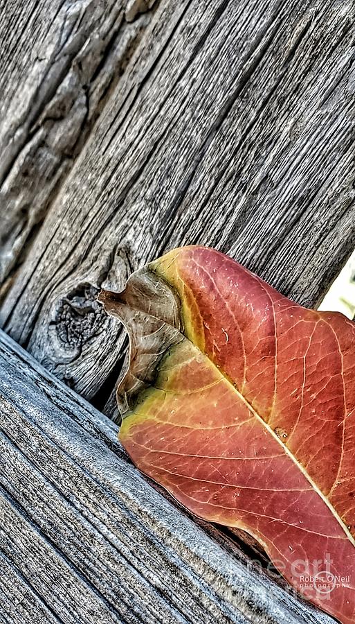 Fall Photograph - Leaf on a Fence by Robert ONeil