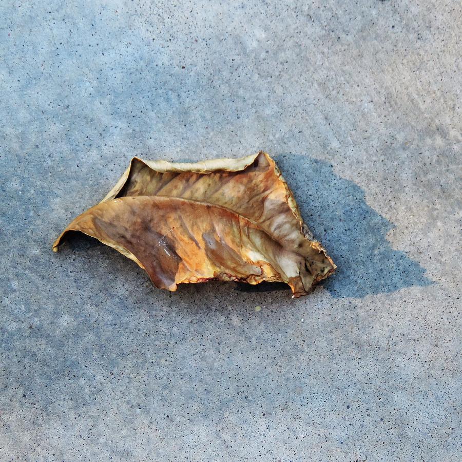 Fall Photograph - Leaf on Concrete by Bill Tomsa
