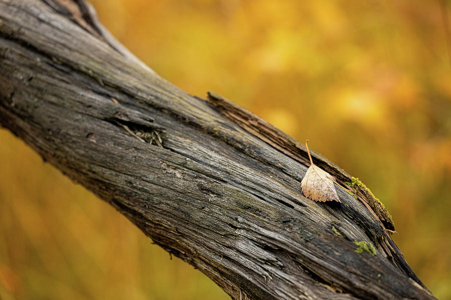 Abstract Photograph - Leaf on dead tree in autumn forest by Juhani Viitanen