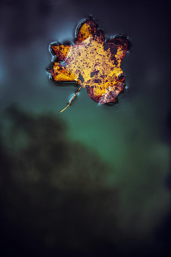 Leaf On Water Photograph by Tim Mossholder