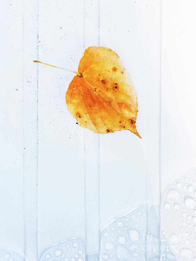 Leaf on white with water Photograph by Silvia Ganora