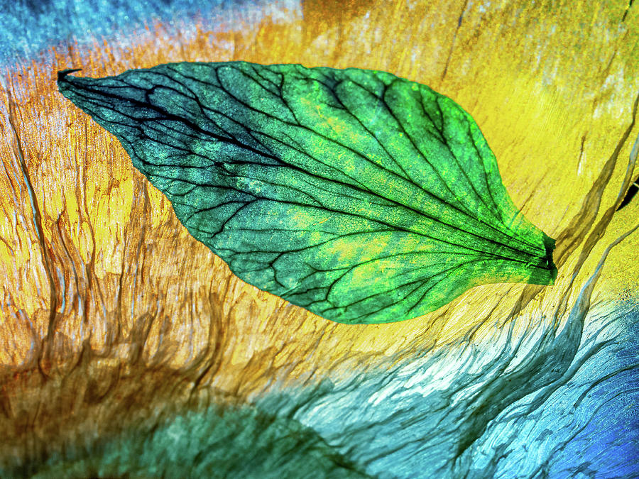 Leaf On Yellow and Blue Photograph by Luis Vasconcelos