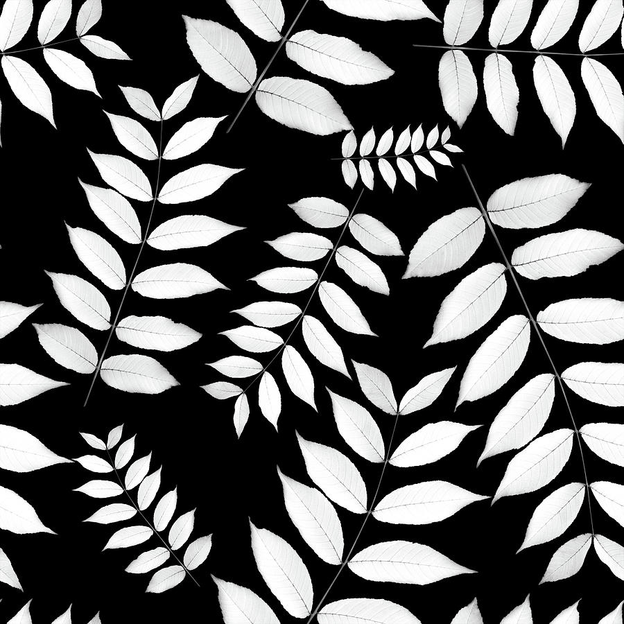 Black And White Photograph - Leaf Pattern Black And White by Christina Rollo