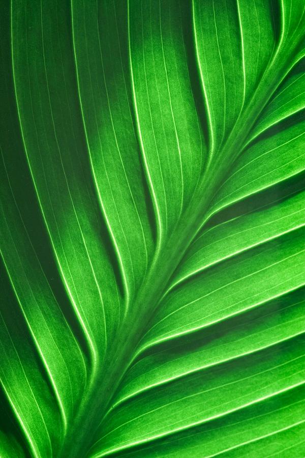 Leaf Pattern by Eric Full Leaf Pattern by Eric Full