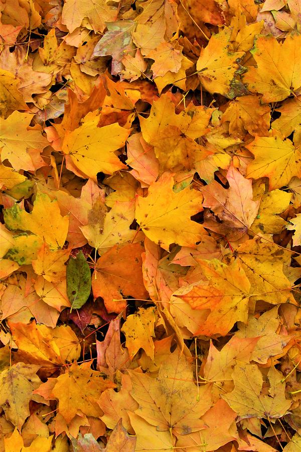 Leaf Pile Photograph by Jadrien C Douglas - Fine Art America