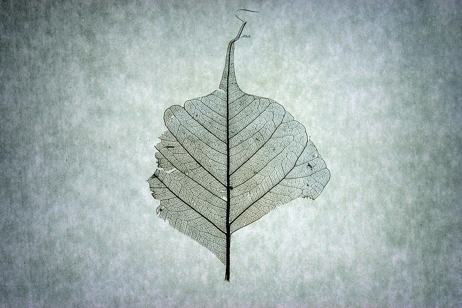 Leaf Series One of Three Photograph by Christopher Johnson