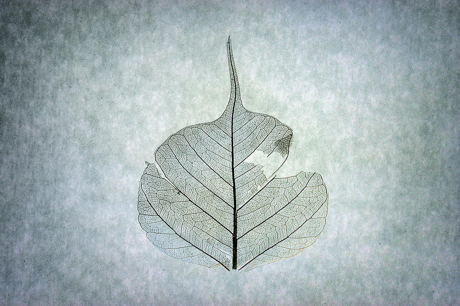Leaf Series Three of Three Photograph by Christopher Johnson