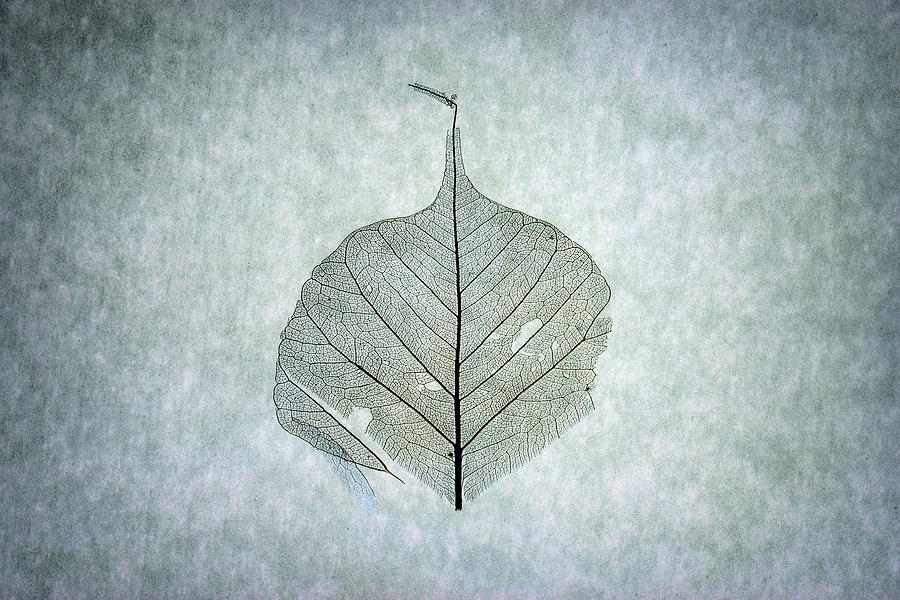 Leaf Series Two of Three Photograph by Christopher Johnson
