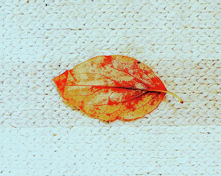 Leaf Settled Photograph by Alida M Haslett