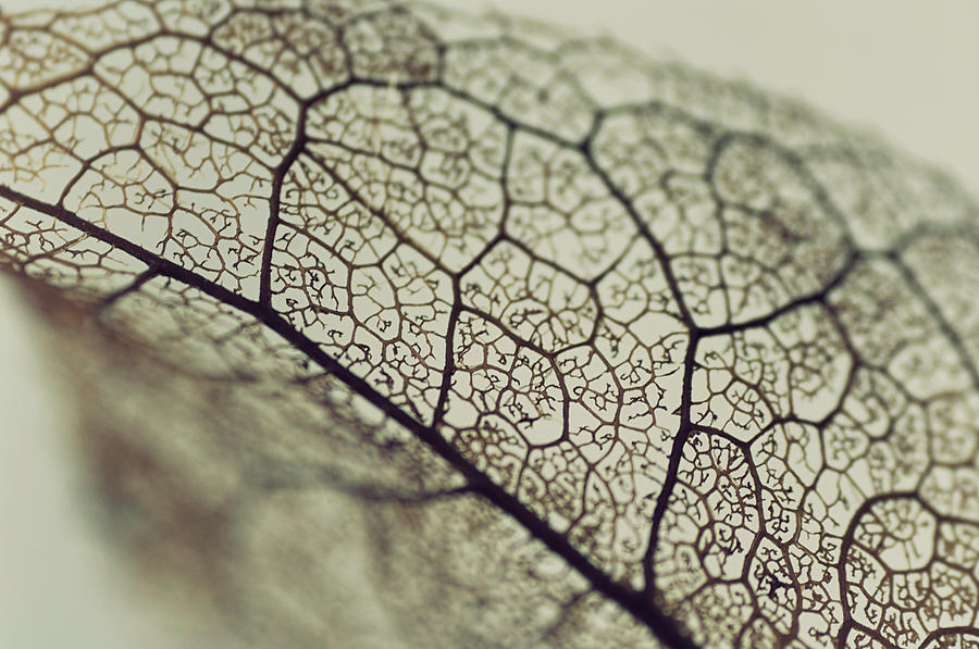 Leaf Skeleton Photograph by Jill Ferry Photography