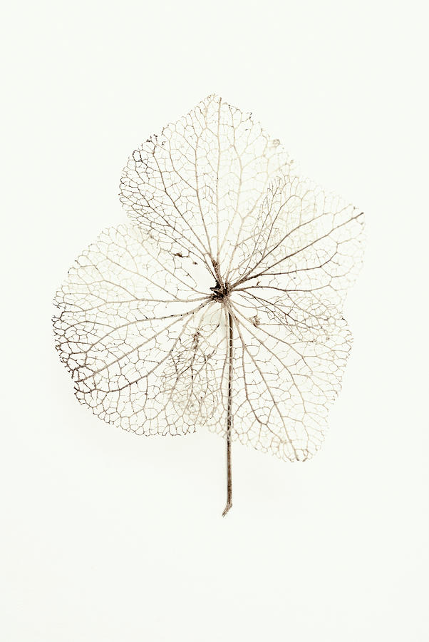 Leaf Skeleton On White Background Photograph by Matthew Wreford
