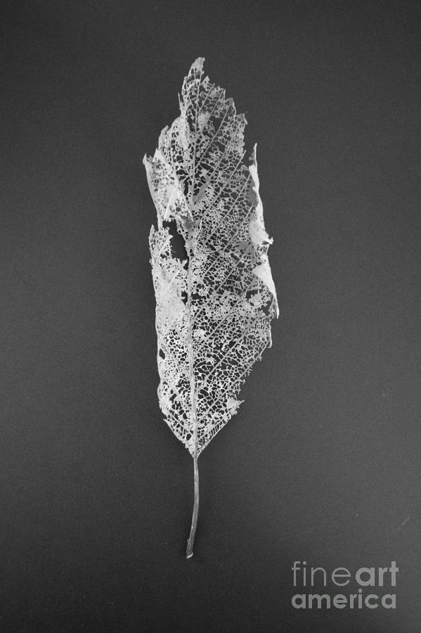 Leaf Skeleton Red Filter by Jeni Gray Leaf Skeleton Red Filter by Jeni Gray
